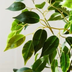 Banyan Leaf Tree 6' -Cb2 BanyanLeafTree6ftAVSHF21