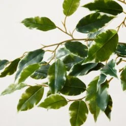 Faux Ficus Tree 6' -Cb2 FauxFicusTree6p25ftAVSHS23